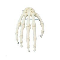 Erler Zimmer Hand-Skeleton, Movable, Different Variants