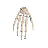 Erler Zimmer Hand-Skeleton, Movable, Different Variants