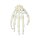 Erler Zimmer Hand-Skeleton, Movable, Different Variants