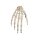 Erler Zimmer Hand-Skeleton, Movable, Different Variants