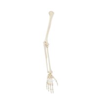 Erler Zimmer Arm Skeleton with Hand, Different Variants