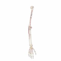 Erler Zimmer Arm Skeleton with Hand, Different Variants