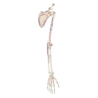 Erler Zimmer Skelton of Arm with Shoulder Girdle,...