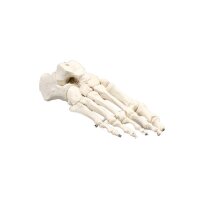 Erler Zimmer Foot Skeleton, Movable, Different Variants