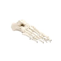Erler Zimmer Foot Skeleton, Movable, Different Variants