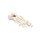 Erler Zimmer Foot Skeleton, Movable, Different Variants