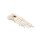 Erler Zimmer Foot Skeleton, Movable, Different Variants