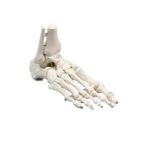 Erler Zimmer Foot Skeleton/Fibula Insertion, Different...