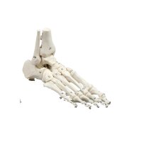 Erler Zimmer Foot Skeleton/Fibula Insertion, Different...
