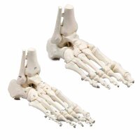 Erler Zimmer Foot Skeleton/Fibula Insertion, Different Variants