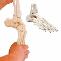 Erler Zimmer Movable Foot Skeleton/Fibula Insertion,...