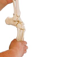 Erler Zimmer Movable Foot Skeleton/Fibula Insertion,...