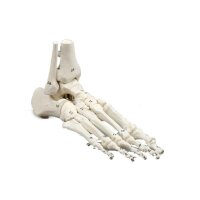 Erler Zimmer Movable Foot Skeleton/Fibula Insertion, Diff. Variants