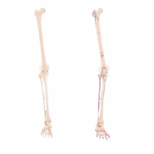 Erler Zimmer Leg Skeleton, Dismountable, with/without Muscle Markings