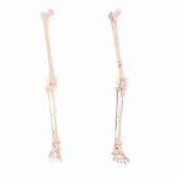 Erler Zimmer Leg Skeleton, Dismountable, with/without...