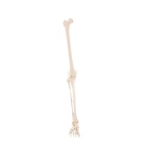 Erler Zimmer Leg Skeleton, Dismountable, with/without...