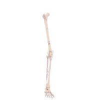 Erler Zimmer Leg Skeleton, Dismountable, with/without Muscle Markings