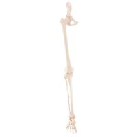 Erler Zimmer Leg Skeleton Incl. Half Pelvis, w/without...