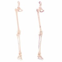 Erler Zimmer Leg Skeleton Incl. Half Pelvis, w/without...