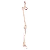 Erler Zimmer Leg Skeleton Incl. Half Pelvis, w/without Muscle Markings