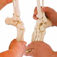 Erler Zimmer Leg Skeleton w. Half Pelvis, Flexible Foot,...