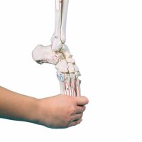 Erler Zimmer Leg Skeleton w. Half Pelvis, Flexible Foot,...