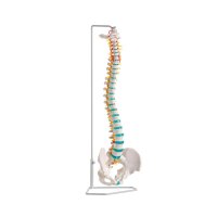 Erler Zimmer Flexible Vertrebral Column, Different Variants
