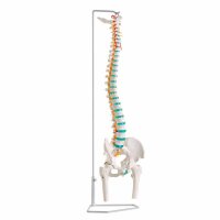 Erler Zimmer Flexible Vertrebral Column, Different Variants