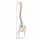 Erler Zimmer Flexible Vertrebral Column, Different Variants