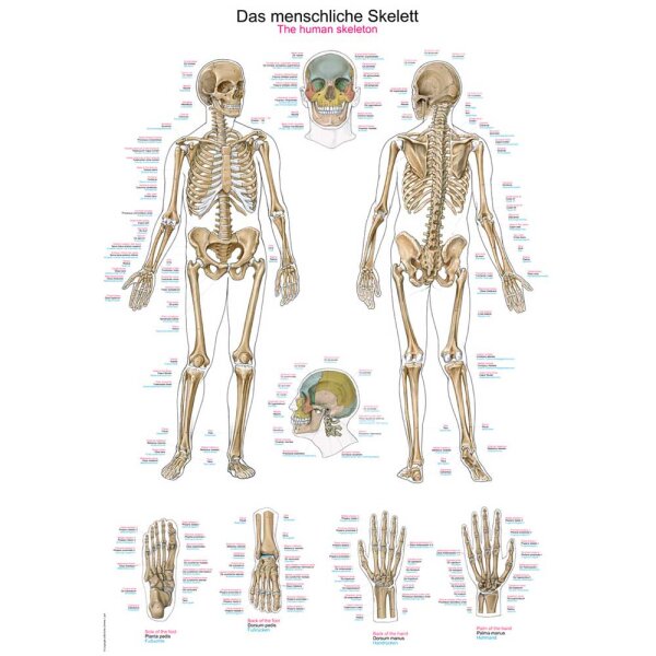 Erler Zimmer Anatomical Chart "The Human Skeleton", 2 Sizes
