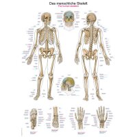 Erler Zimmer Anatomical Chart "The Human...