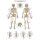 Erler Zimmer Anatomical Chart "The Human Skeleton", 2 Sizes