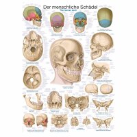 Erler Zimmer Anatomical Chart "The Skull",...
