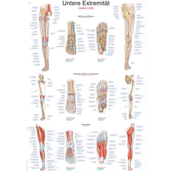 Erler Zimmer Anatomical Chart "Lower Limb", Different Sizes