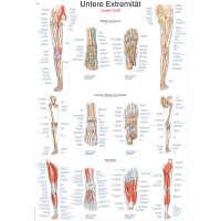 Erler Zimmer Anatomical Chart "Lower Limb",...