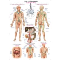 Erler Zimmer Anatomical Chart "Lymphatic...