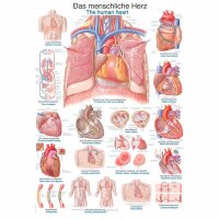 Erler Zimmer Anatomical Chart "The Human...