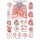 Erler Zimmer Anatomical Chart "The Human Heart", Different Sizes