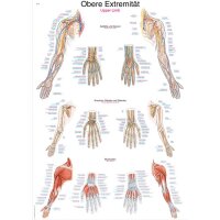 Erler Zimmer Anatomical Chart "Upper Limb",...