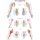 Erler Zimmer Anatomical Chart "Upper Limb", Different Sizes