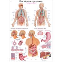 Erler Zimmer Anatomical Chart "Digestive...