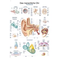 Erler Zimmer Anatomical Chart "The Human Ear",...