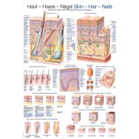 Erler Zimmer Anatomical Chart "Skin, Hair,...