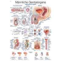 Erler Zimmer Anatomical Chart "Mail Genital...