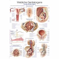 Erler Zimmer Anatomical Chart "Female Genital...