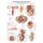 Erler Zimmer Anatomical Chart "Female Genital Organs", Diff. Sizes