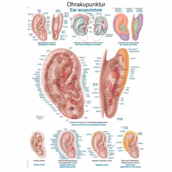 Erler Zimmer Anatomical Chart "Ear Acupuncture", Different Sizes