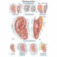 Erler Zimmer Anatomical Chart "Ear...