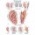 Erler Zimmer Anatomical Chart "Ear Acupuncture", Different Sizes