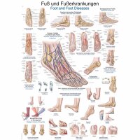 Erler Zimmer Anat. Chart "Foot and...